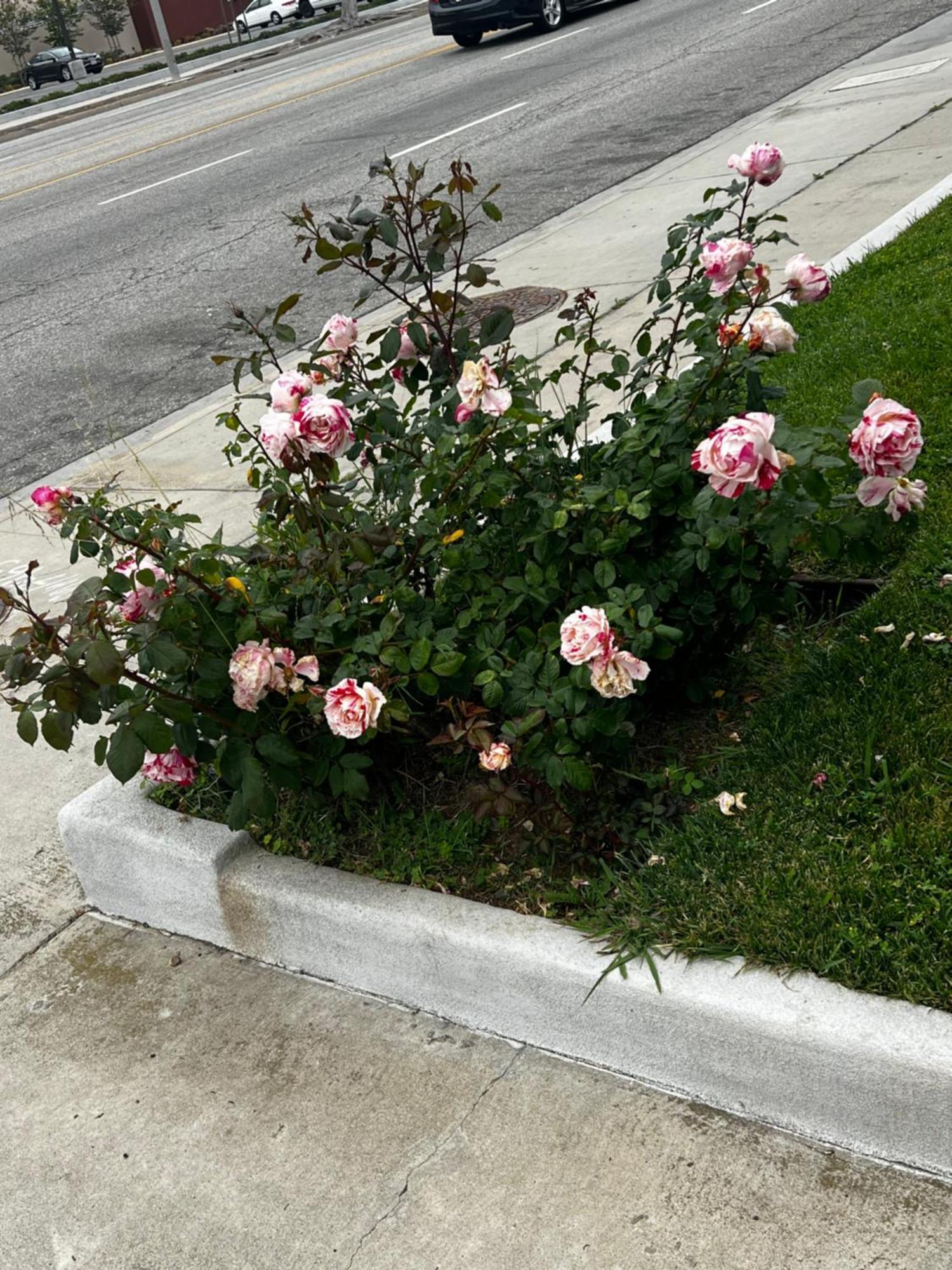 El Segundo Inn Hawthorne Zewnętrze zdjęcie